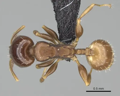 Nesomyrmex brunneus specimen CASENT0919844 image casent0919844_1