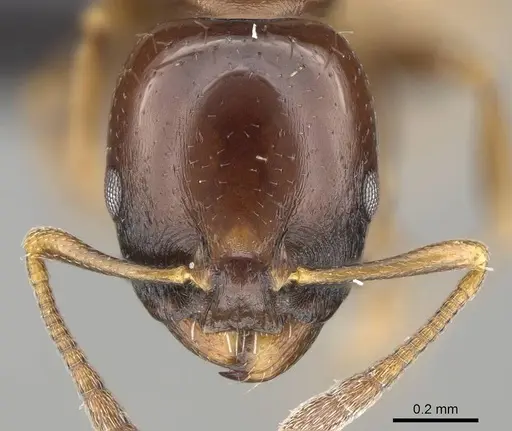 Nesomyrmex brunneus specimen CASENT0919844 image casent0919844_2