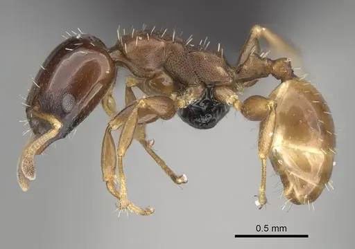Nesomyrmex brunneus specimen CASENT0919844 image casent0919844_3
