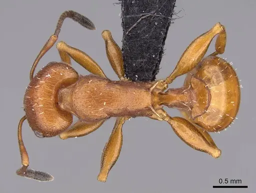 Nesomyrmex capricornis specimen CASENT0452724 image casent0452724_1