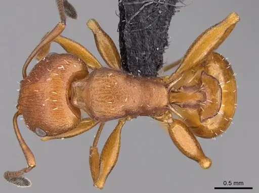 Nesomyrmex capricornis specimen CASENT0452724 image casent0452724_2