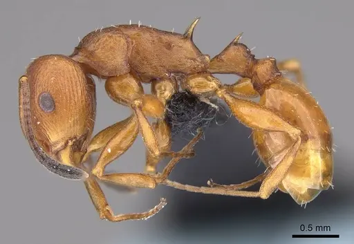 Nesomyrmex capricornis specimen CASENT0452724 image casent0452724_5