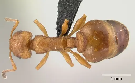 Nesomyrmex capricornis specimen CASENT0452740 image casent0452740_1