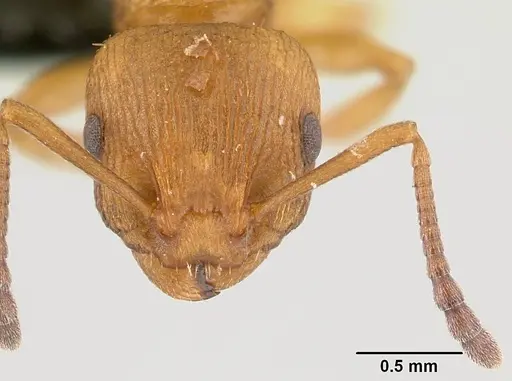 Nesomyrmex capricornis specimen CASENT0452740 image casent0452740_2