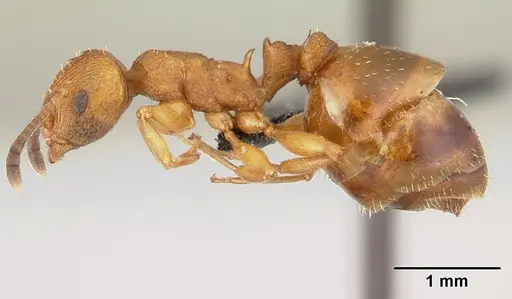 Nesomyrmex capricornis specimen CASENT0452740 image casent0452740_3
