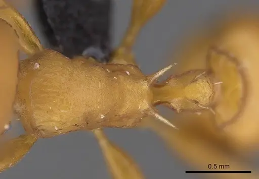 Nesomyrmex capricornis specimen CASENT0452741 image casent0452741_2