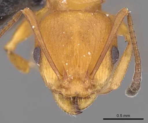 Nesomyrmex capricornis specimen CASENT0452741 image casent0452741_3