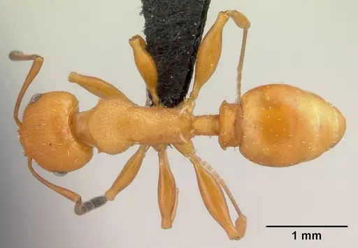 Nesomyrmex capricornis specimen CASENT0459118 image casent0459118_1