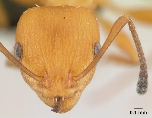 Nesomyrmex capricornis specimen CASENT0459118 image casent0459118_2