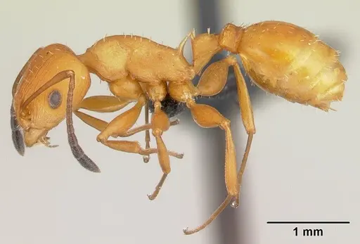 Nesomyrmex capricornis specimen CASENT0459118 image casent0459118_3