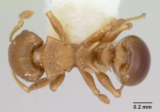 Nesomyrmex cataulacoides specimen CASENT0172593 image casent0172593_1