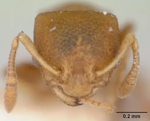 Nesomyrmex cataulacoides specimen CASENT0172593 image casent0172593_2