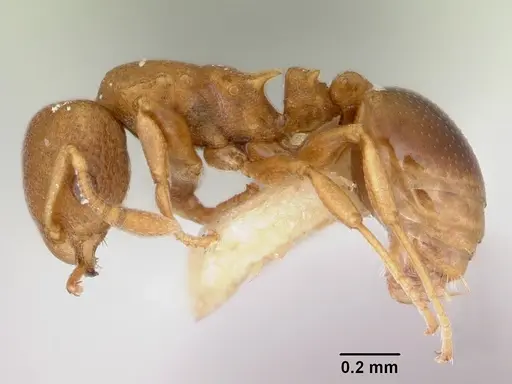 Nesomyrmex cataulacoides specimen CASENT0172593 image casent0172593_3