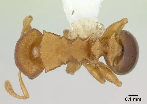 Nesomyrmex cataulacoides specimen CASENT0178300 image casent0178300_1