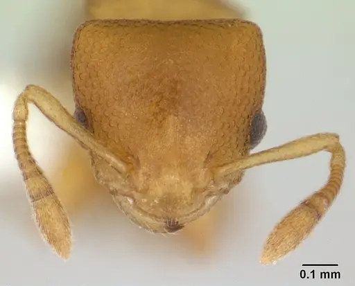 Nesomyrmex cataulacoides specimen CASENT0178300 image casent0178300_2