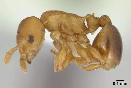 Nesomyrmex cataulacoides specimen CASENT0178300 image casent0178300_3