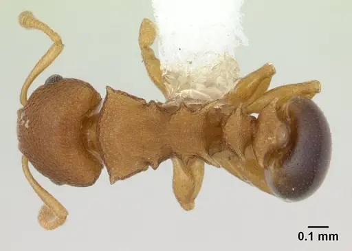 Nesomyrmex cataulacoides specimen CASENT0178301 image casent0178301_1
