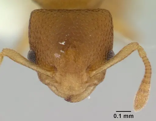 Nesomyrmex cataulacoides specimen CASENT0178301 image casent0178301_2