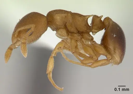 Nesomyrmex cataulacoides specimen CASENT0178301 image casent0178301_3