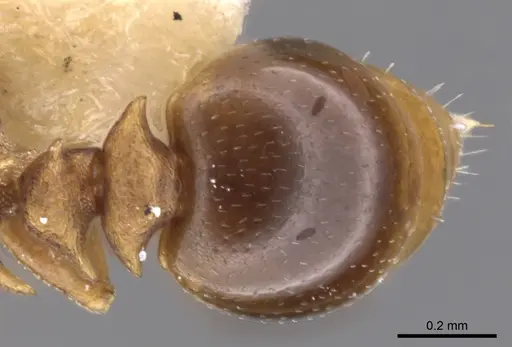 Nesomyrmex cataulacoides specimen CASENT0901219 image casent0901219_1