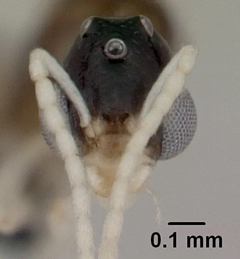 Nesomyrmex cingulatus specimen CASENT0455789 image casent0455789_2