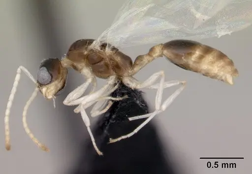 Nesomyrmex cingulatus specimen CASENT0455789 image casent0455789_3