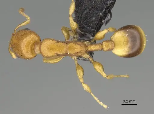 Nesomyrmex cingulatus specimen CASENT0919845 image casent0919845_1