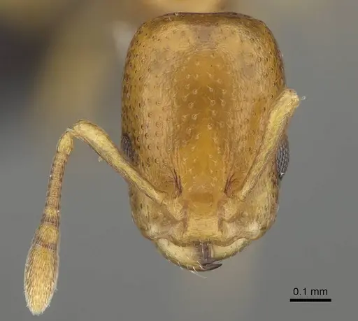 Nesomyrmex cingulatus specimen CASENT0919845 image casent0919845_2