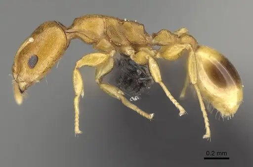 Nesomyrmex cingulatus specimen CASENT0919845 image casent0919845_3