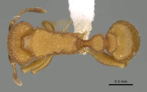 Nesomyrmex clypeatus specimen CASENT0422552 image casent0422552_1