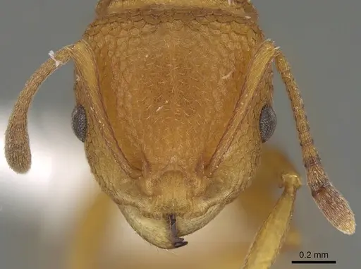 Nesomyrmex clypeatus specimen CASENT0422552 image casent0422552_2