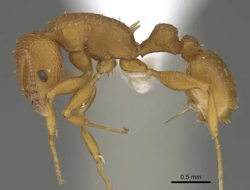Nesomyrmex clypeatus specimen CASENT0422552 image casent0422552_3