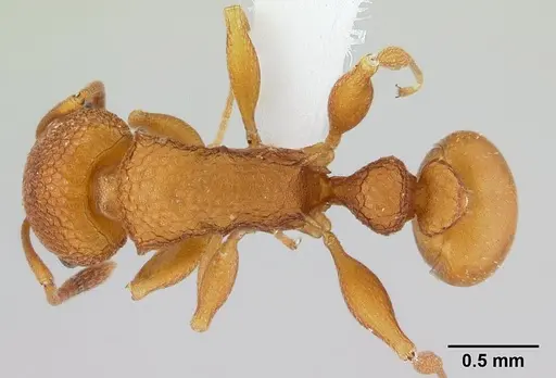 Nesomyrmex clypeatus specimen CASENT0427944 image casent0427944_1
