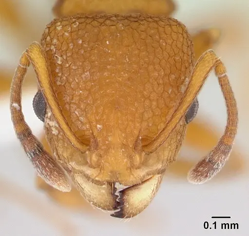 Nesomyrmex clypeatus specimen CASENT0427944 image casent0427944_2
