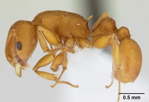Nesomyrmex clypeatus specimen CASENT0427944 image casent0427944_3