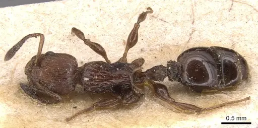 Nesomyrmex costatus specimen CASENT0904728 image casent0904728_1