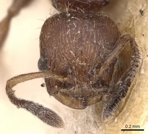 Nesomyrmex costatus specimen CASENT0904728 image casent0904728_2