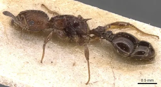 Nesomyrmex costatus specimen CASENT0904728 image casent0904728_3