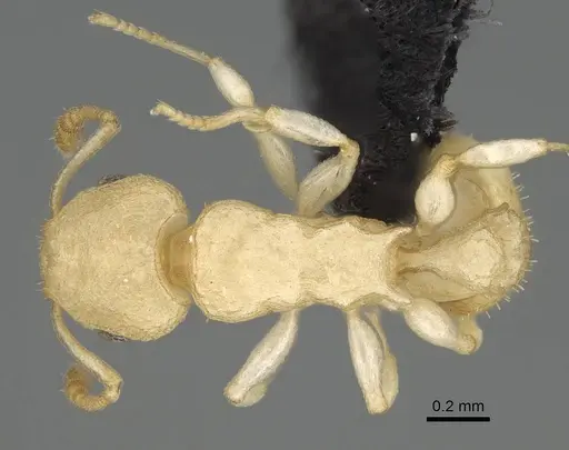 Nesomyrmex devius specimen CASENT0448820 image casent0448820_1