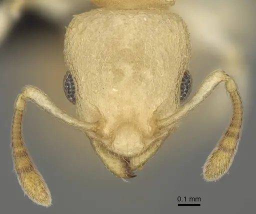 Nesomyrmex devius specimen CASENT0448820 image casent0448820_2