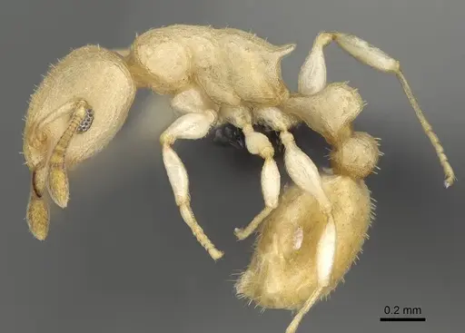 Nesomyrmex devius specimen CASENT0448820 image casent0448820_3
