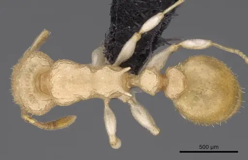 Nesomyrmex devius specimen CASENT0448825 image casent0448825_1
