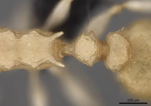 Nesomyrmex devius specimen CASENT0448825 image casent0448825_2