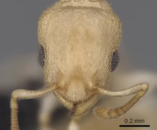 Nesomyrmex devius specimen CASENT0448825 image casent0448825_3
