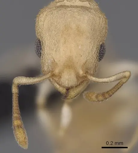 Nesomyrmex devius specimen CASENT0448825 image casent0448825_4