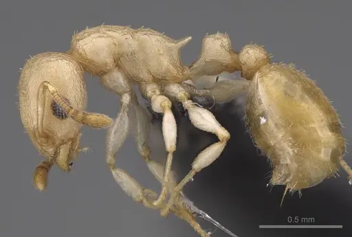 Nesomyrmex devius specimen CASENT0448825 image casent0448825_5