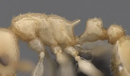 Nesomyrmex devius specimen CASENT0448825 image casent0448825_6