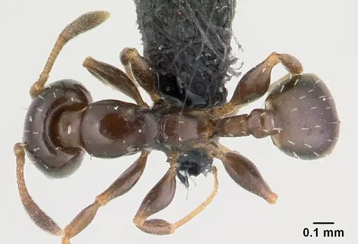 Nesomyrmex edentatus specimen CASENT0067086 image casent0067086_1