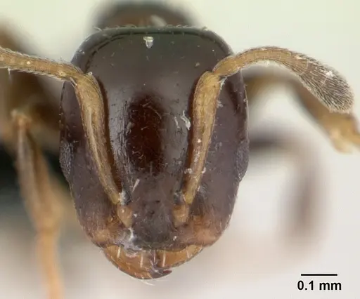 Nesomyrmex edentatus specimen CASENT0067086 image casent0067086_2