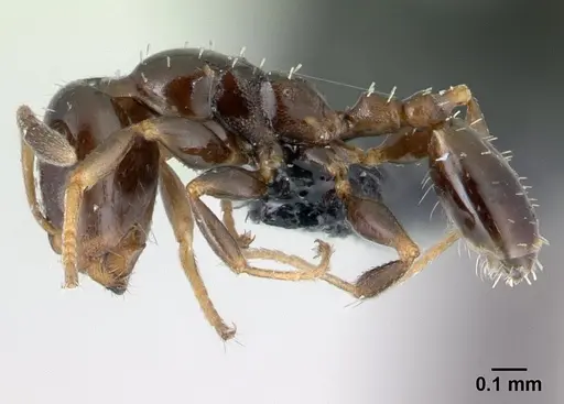 Nesomyrmex edentatus specimen CASENT0067086 image casent0067086_3